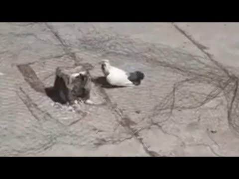 Baby Pigeon Landing 5:45pm 46°Temperature Dubai Pigeons Sports