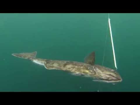 Halibut Fishing, Kodiak, AK 8-9-16