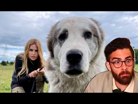 HasanAbi Reacts to the Wolf Smasher: Central Asian Shepherd Dog 'ALABAI'