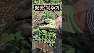 땅콩 북주기(6/<b class="sch_word">2</b>3) #땅콩 #땅콩파종 #땅콩모종 #도시농부tv #도시텃밭 #텃밭가꾸기 #주말농장