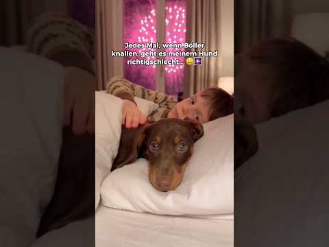 Kommentiere “RUHE“, wenn dein Hund solche Ohrenschützer braucht❤️‍🩹#hundeliebe #böllerangst #hund