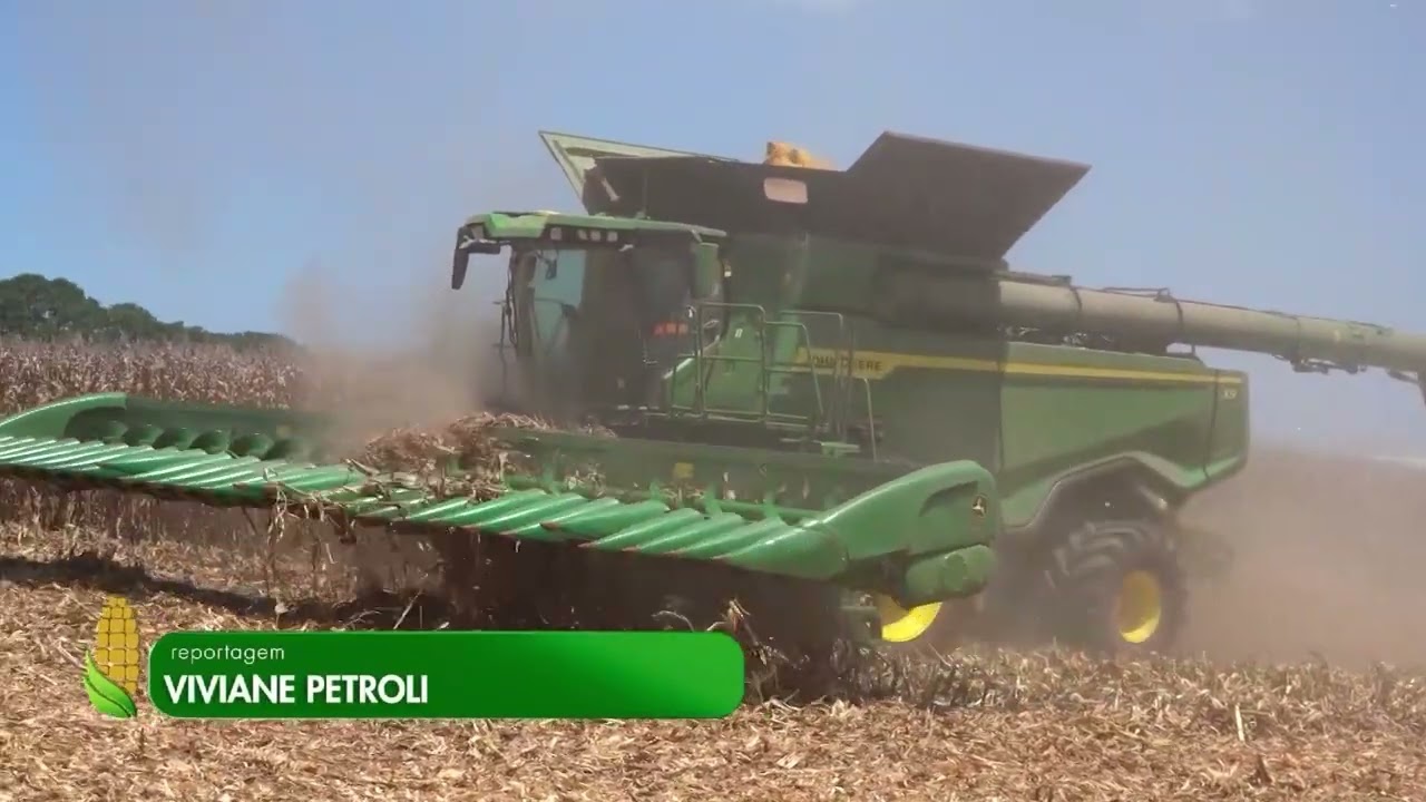 Colheita do milho avança e supera 44% da área em Mato Grosso | Mais Milho