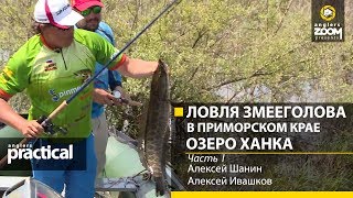 Ловля змееголова в амурской области осенью