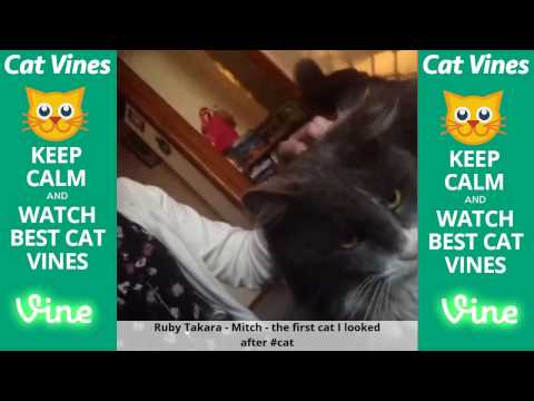 Funniest Cat Vines #112 - Updated September 12th, 2015