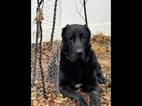 The Hidden Beauty of All-Black Central Asian Shepherd Dogs