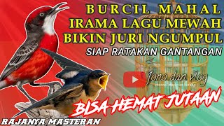 Download lagu BURCIL MAHAL!! IRAMA LAGU MEWAH - SUARA BURUNG Kecil UNTUK MASTERAN BURUNG FIGHTER - JURI NGUMPUL mp3