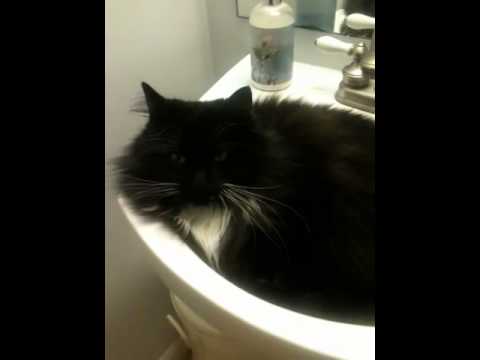 Fat Cat Sleeping in the Bathroom Sink