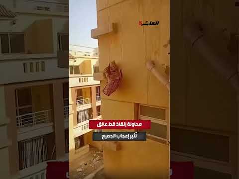 محاولة إنقاذ قـ.ـط عالق تُثير إعجاب الجميع