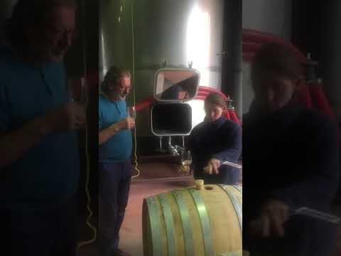 Mornington Peninsula Plunge Wine Tours