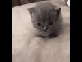 Baby Kitten 🥺 🥺 Gattino Piccolo