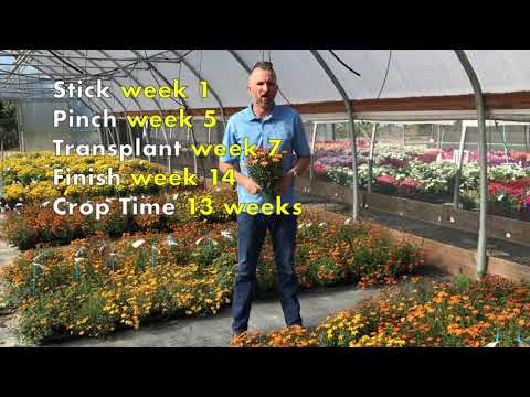 download lagu mp3 mp4 Bidens Flower, download lagu Bidens Flower gratis, unduh video klip Bidens Flower