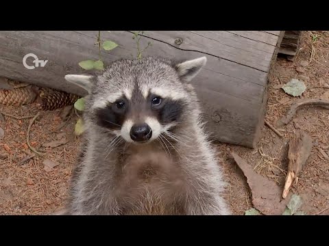 Urlaub dahoam im Bayerwald-Tierpark Lohberg