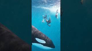 Kids Swimming With Killer Whales PART 2!!