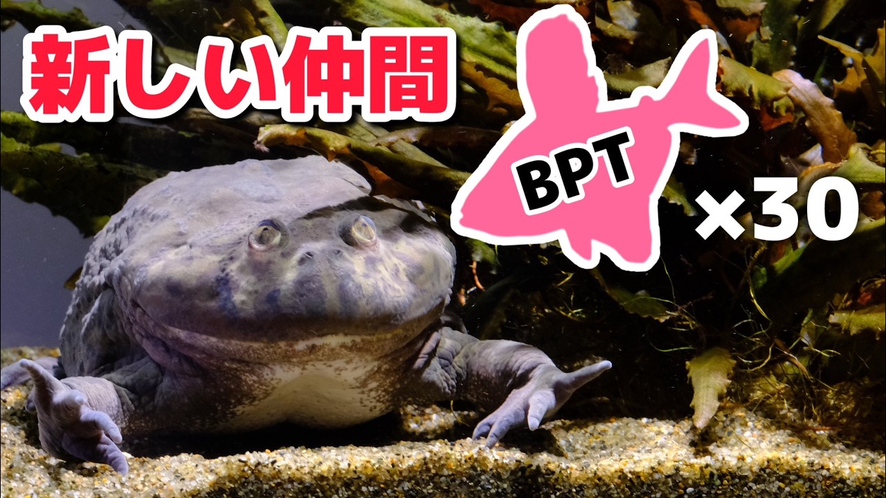 【食べないで】バジェットガエル水槽に新しい仲間がやって来ました