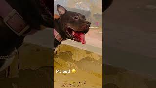 Pit bull attack 🐶#pitbull #shortvideo #youtubeshorts #trendingshorts