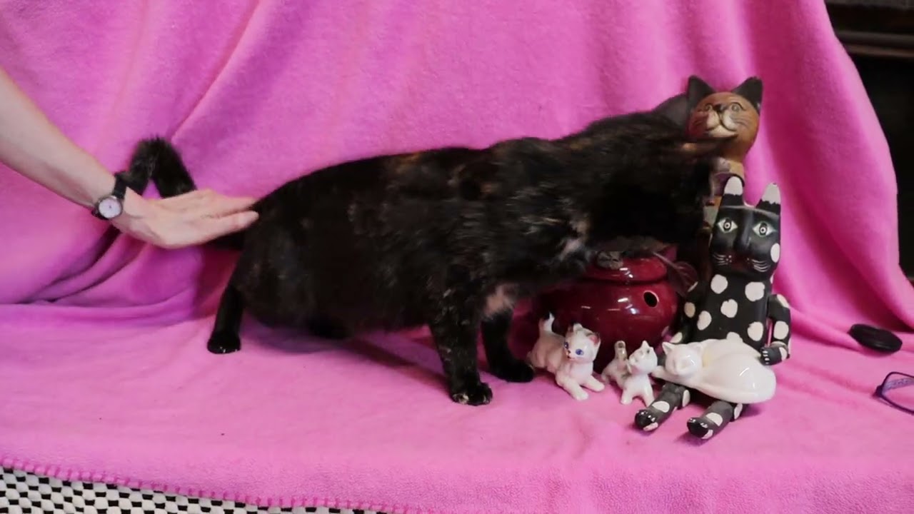 Enlarge Phoenix, a ADOPTABLE Tortoiseshell in Chepachet, RI video 5/5