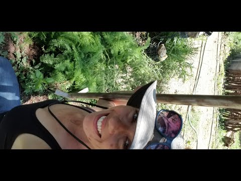 Digging Up Yarrow for Transplant