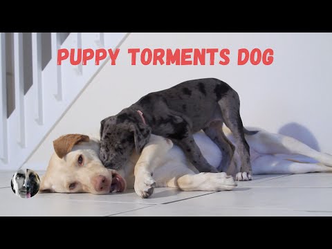 YouTube video about: Why is my dog so fixated on my other dog?