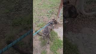 Video preview image #1 Mutt Puppy For Sale in Jackson, MS, USA