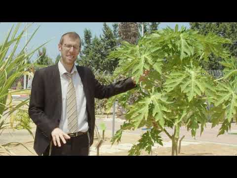 Gan HaMitzvot#4- Fruit or Vegetable