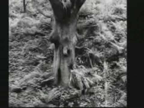 Miro Žbirka Královna rannej krásy