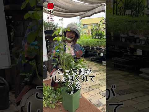 夏にバラの茂みを剪定して開花を促進するにはどうすればよいですか? + ビデオチュートリアル  庭園