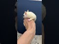 ピュアホワイト♀のYouTubeサムネイル画像