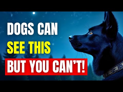 11 STRANGE Things ONLY Dogs Can See And Hear But You Can't! | K9Pedia