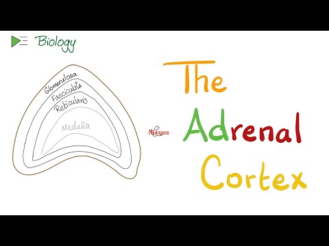 The Adrenal Cortex - Endocrine Glands - Biology & Physiology Lectures