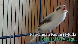Download lagu Masteran Kenari gacor Muda belajar NATA LAGU, paling Pandai untk pancingan kenari paud belajar bunyi mp3