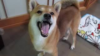 【だいず社長】部下がメロメロになってるだけです。