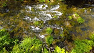 10 Minutes Relax - Crystal Clear Stream Flowing Over Mossy Rocks in a Peaceful Forest 🌿💧✨