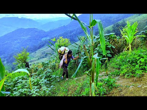 DESA DI NAGALAND INDIA : HIDUP SEDERHANA & DAMAI