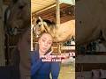 Can A Horse Survive With 3 Legs? 🤬😱 Short Answer NO