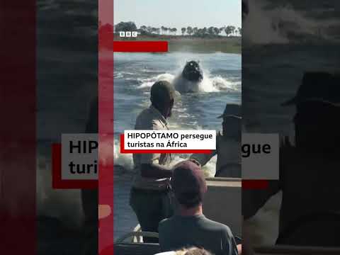 Hipopótamo V1