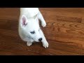 Laika Doesn T Want To Play With Nova The Husky Puppy