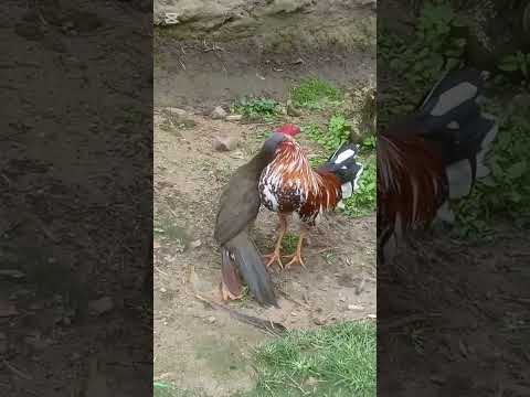 El cruce perfecto: Guacharaca con gallo, ¿las mejores líneas de gallos?” #gallos #roosterfarm