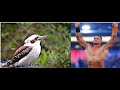 A SMALL TINY BIRD IS DOING LIKE JOHN CENA CHOKE SLAM MAY BE JOHN CENA FAN