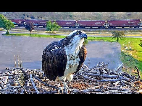 Hellgate Ospreys 09 08 20 1029am Iris flys in calling for a fish that a osprey had in her view