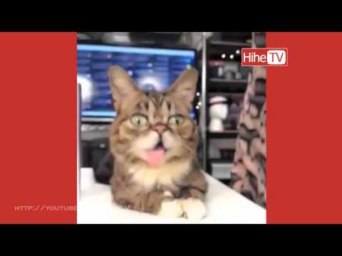 Best Funny cats jedi - Funny cats on trampolines - Funny cats