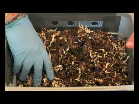 Tiny Worm Bin 8th feeding & peek at red wigglers & worm castings | Vermicomposting indoors