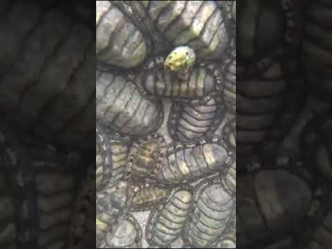 Alien like lifeforms tide pool meeting - Incredible Chitons #shorts
