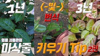 마삭줄 키우기 2편 
