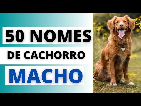 NOMES DE CACHORRO MACHO🐶🥰
