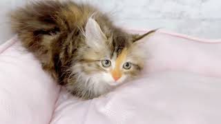 サイベリアンの動画01