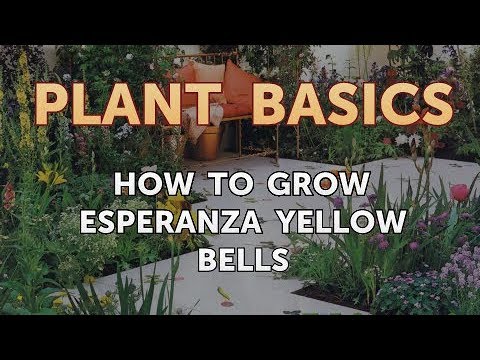 How to Dry an Overwatered Plant