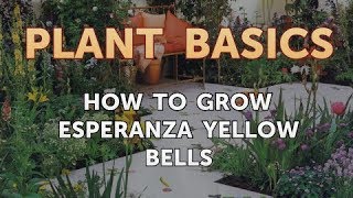How to Grow Esperanza Yellow Bells
