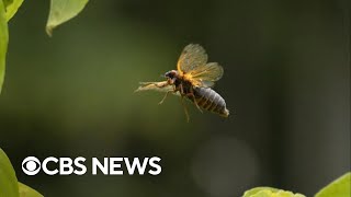 Cicada noise causes South Carolina residents to call sheriff