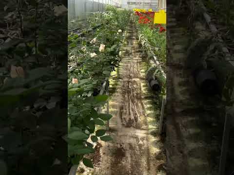 Vist Flowers 💐 Farm in Portugal