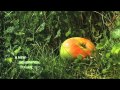 WMH SYNGENTA EFORIA